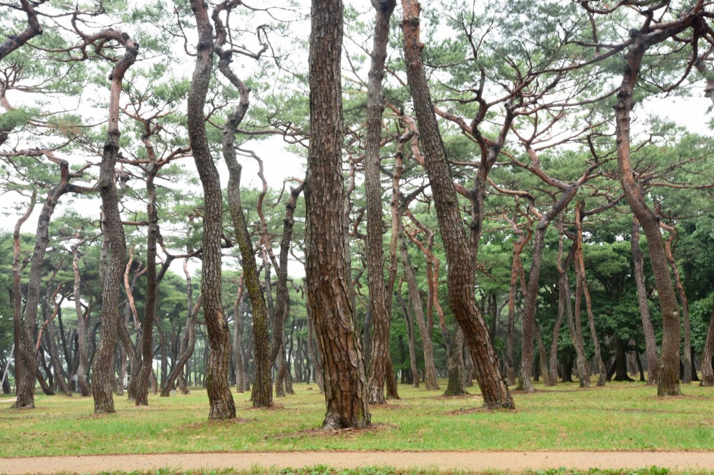 1. 경주시, 시민의 숲 황성공원 깨끗하게 단장