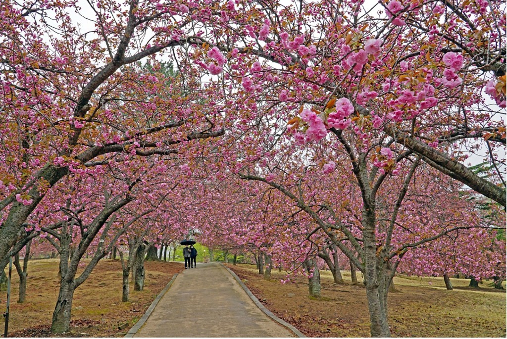 2. 겹벚꽃 성지 ‘경주불국공원’을 아시나요 (1)