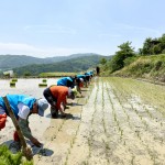 경북문화관광공사, 농촌 찾아 모내기 일손돕기 구슬땀